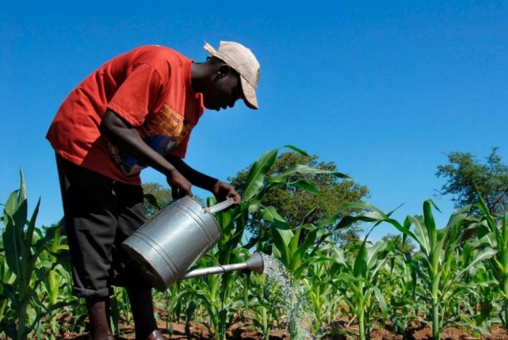 RDC : Le début de la campagne agricole 2025-2026 et de la relance des filières agricoles annoncé