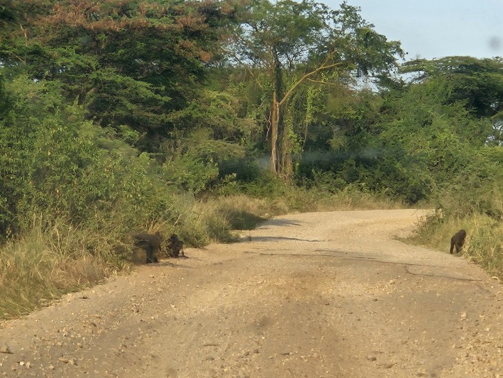 dans le Parc de Virunga le 25 novembre 2025