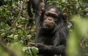 Journée mondiale du chimpanzé : À Virunga, un combat quotidien pour la survie du chimpanzé de l’Est