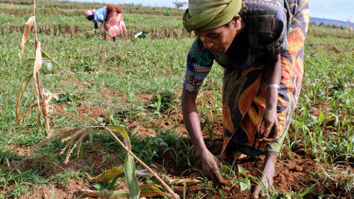 RDC : 40 millions USD pour le Programme Agricole d’Urgence Post Covid-19 approuvé par l’exécutif