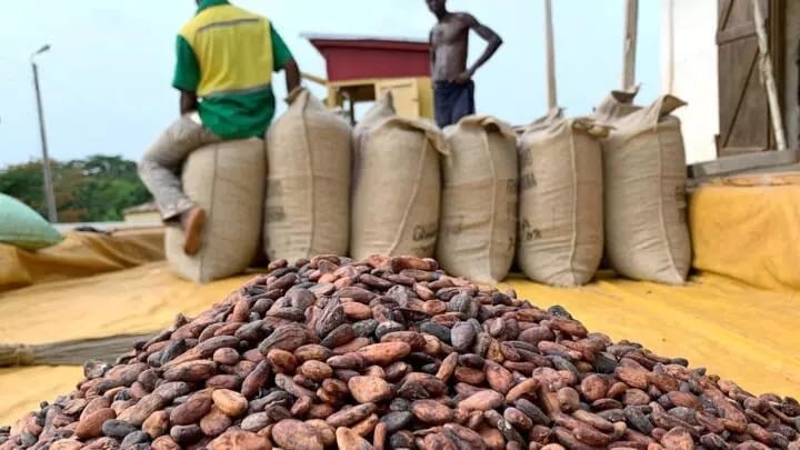 Lutte contre la fraude du cacao et café : A Beni, l'ONAPAC prend des mesures drastiques