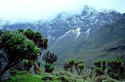 Neiges disparues, forêts menacées : Le cri d’alerte du Rwenzori