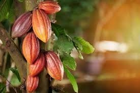 RDC : La ruée vers le cacao met en péril la sécurité alimentaire à Beni, Irumu et Mambasa